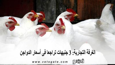 الغرفة التجارية: 3 جنيهات تراجعا فى أسعار الدواجن