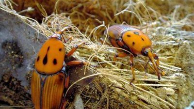 برلماني: السوسة الحمراء تهدر 40% من إنتاج التمور في مصر