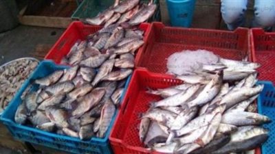 مباحث التموين تصادر 140 طن أسماك فاسدة في بنى سويف