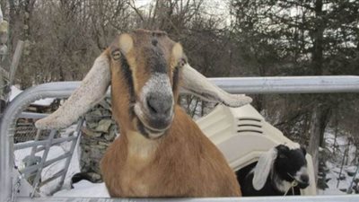 كلب وماعز يتنافسان علي منصب عمدة بلدة أمريكية| صور