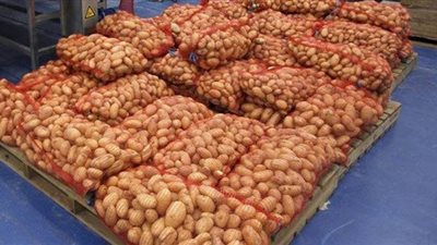 بعد مذكرة جمعية البطاطس.. التجارة تقرر إلغاء نظام الحصص في تصدير البطاطس للاتحاد الأوربي وبريطانيا