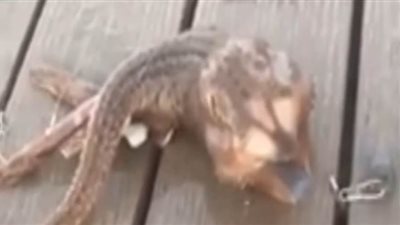 صياد يعثر على مخلوق بحري غامض بثلاث أرجل | فيديو