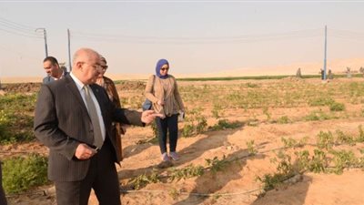 نجاح جامعة أسيوط في إعادة استصلاح 120 فدانا | صور