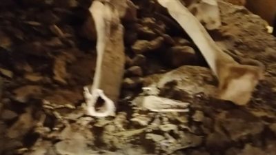 العثور على عظام ضخمة لآدميين داخل الكشف الأثري الجديد بالمنيا| فيديو وصور