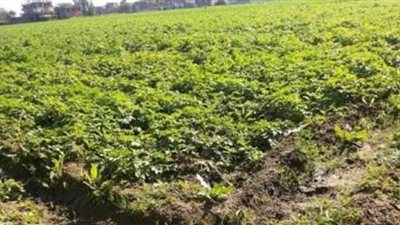 رفع 10 أطنان مخلفات وزراعة 30 شجرة على طريق مصر أسوان الزراعي بقنا