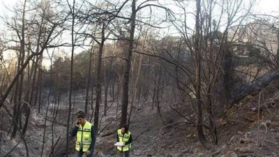 بعد زراعة 11 مليون شتلة.. أشجار أردوغان تموت