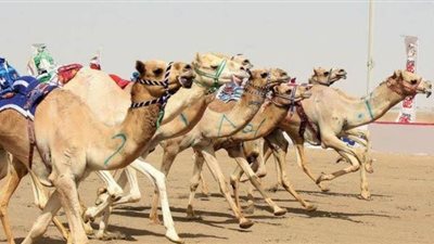 الوادى الجديد تنفذ 3 أندية للهجن والفروسية