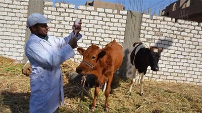 الغربية: تحصين 243 ألف رأس ضد 