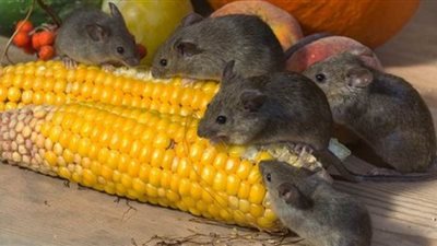 تفسير حلم رؤية الفئران في المنام وقصة المرأة الملعونة