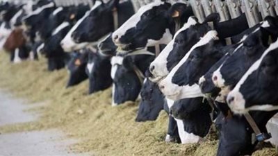 الزراعة توقع بروتوكولا مع الخدمة الوطنية ومصر الخير لإدارة 5 مزارع إنتاج حيواني