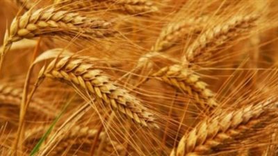 الزراعة تطمئن على محصول القمح في محافظتي القليوبية والشرقية 