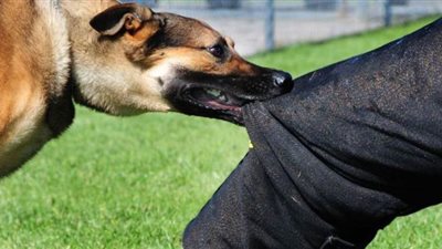 ذعر الأهالي بسبب انتشار الكلاب الضالة وعقر 3 أشخاص بكفر صقر في الشرقية