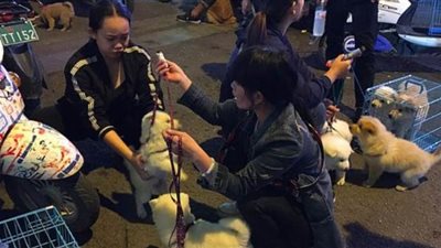 السلطات الصينية تأمر المواطنين بالتخلص من الحيوانات| صور