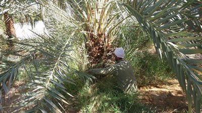 زراعة الوادى الجديد تحظر نقل فسائل النخيل بين المراكز لمكافحة السوسة الحمراء