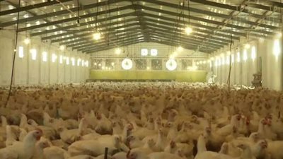 رائف تمراز: منع الفلاحين من إنشاء حظائر لإيواء الماشية يضر صغار المربين