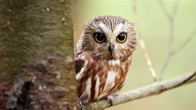 عالم مصريات يكشف مفاجأة عن 