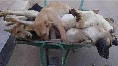 اليوم.. استئناف دعوى