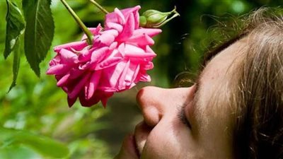 رائحة الورد تحسن القدرة على التعلم أثناء النوم 