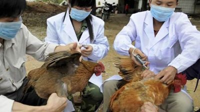 خوفا من تفشي ”إنفلونزا الطيور“‎.. الصين تعدم 17 ألفا من الدواجن