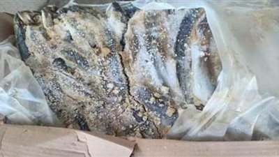 التحفظ على 61 طن و600 كيلو جرام أسماك غير صالحة للاستهلاك الآدمى بالبحيرة