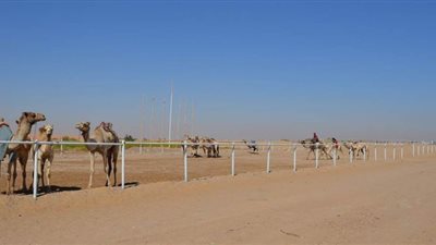 نادى الهجن والفروسية بالوادى الجديد يستعد للمشاركة بمهرجان التمور الدولي | صور