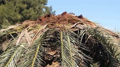 10 توصيات أصدرتها الزراعة لمكافحة سوسة النخيل في الوادى الجديد