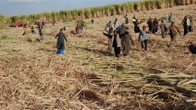 الزراعة: زيادة سعر توريد قصب السكر الفترة المقبلة لهذا السبب | فيديو