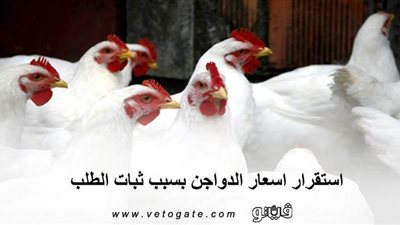 استقرار أسعار الدواجن بسبب ثبات الطلب