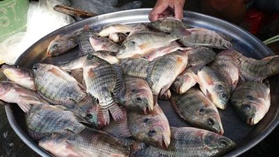 السلاسل التجارية تجذب الزبائن بالتخفيضات على الأسماك