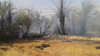 السيطرة على حريق بمزارع نخيل بالوادى الجديد