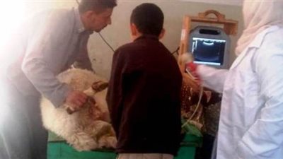 إجراء المسح التناسلي والتلقيح الاصطناعي لـ7 آلاف رأس ماشية في الشرقية| صور