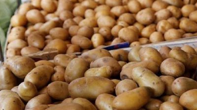 فتح السوق اللبنانية أمام البطاطس المصرية خلال فبراير.. والشربيني: محاولة لإنقاذ الأسعار