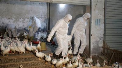 تزامنا مع كورونا.. تفشي سلالة شديدة العدوى من إنفلونزا الطيور فى السعودية