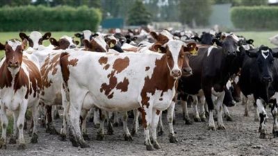 الزراعة تدرس مزيدا من عروض المستثمرين لاستغلال مزارع الإنتاج الحيواني