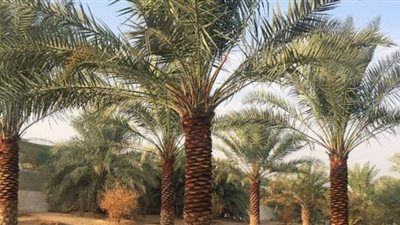 الزراعة تصدر نشرة إرشادية لمزارعي النخيل خلال شهر فبراير