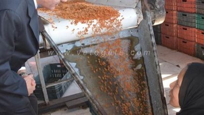 لتحويلهما إلى قرى نموذجية منتجة.. محافظ الغربية يتفقد معقل صناعة إنتاج الزبيب بالسنطة | صور