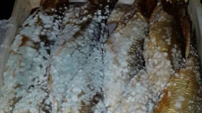 ضبط ٤ أطنان رنجة فاسدة في الإسكندرية