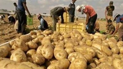 الزراعة: الأراضي المعتمدة لتصدير البطاطس كافية.. وإعادة تقييم الدلتا يتطلب فحص دقيق