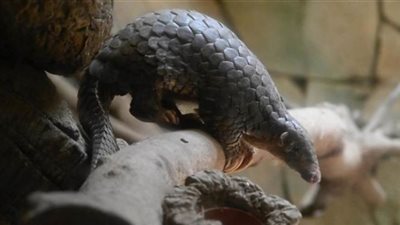 باحثون صينيون: آكل النمل عائل محتمل لفيروس كورونا