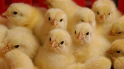 ارتفاع كبير في اسعار الكتكوت داخل الشركات