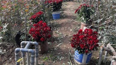 من داخل 500 مشتل و350 مزرعة.. عزبة الورد بالقليوبية تستعد لعيد الحب بـ 15 صنفا | صور