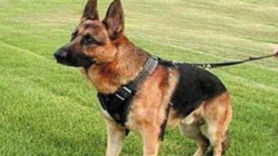 وضع كلب في الحجر الصحي بإسرائيل قبل عرضه للتبني