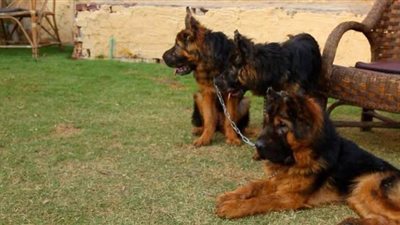 شرطة فلوريدا تكتشف عملية تهريب من خلال 