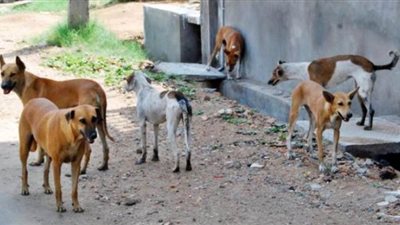 تعرف على جدول القضاء على الكلاب الضالة بالمنوفية
