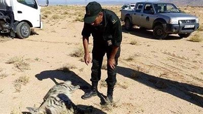 تحذيرات من انقراض الضباع في الجزائر