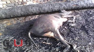 نفوق 22 رأس ماشية وخراف وماعز في حريق حظيرة مواشي ببني سويف