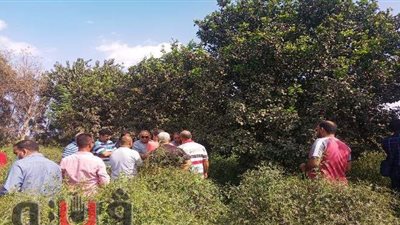 جولة لمدير زراعة الغربية لحل مشاكل مزارعي النباتات الطبية والعطرية بقرية الياسمين | صور