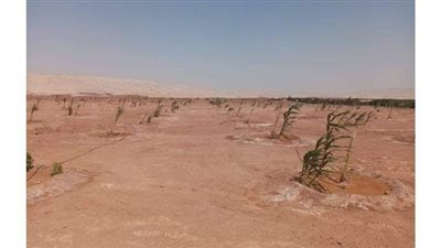 تدشين مشروع لزراعة 6 آلاف نخلة بمركز بلاط في الوادي الجديد