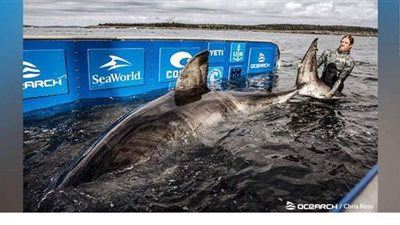 اكتشاف سمكة قرش بيضاء ضخمة عمرها 50 عاما في المياه الكندية