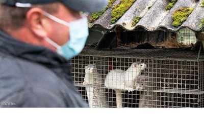 إعدام 2.5 مليون حيوان في الدنمارك بسبب كورونا